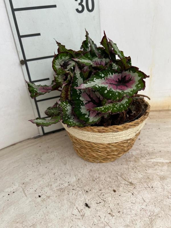 BEGONIA BELEAF NA0402 NATURAL CREAM NAT.