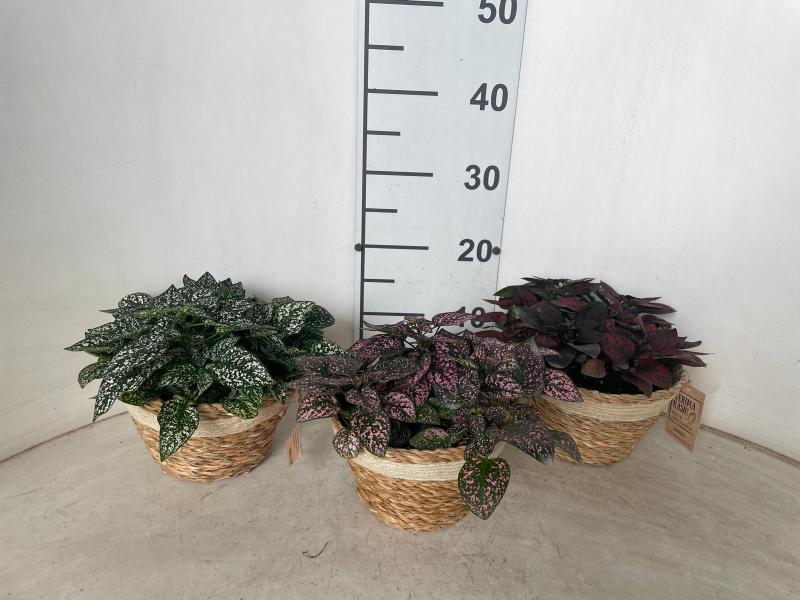 HYPOESTESNA0402 NATURAL CREAM NAT.