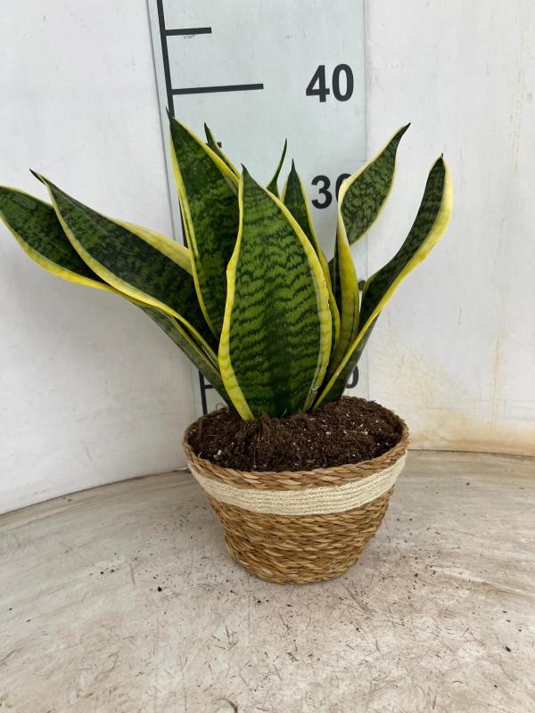 SANSEVIERIA MIX NA0402 NATURAL CREAM NAT.