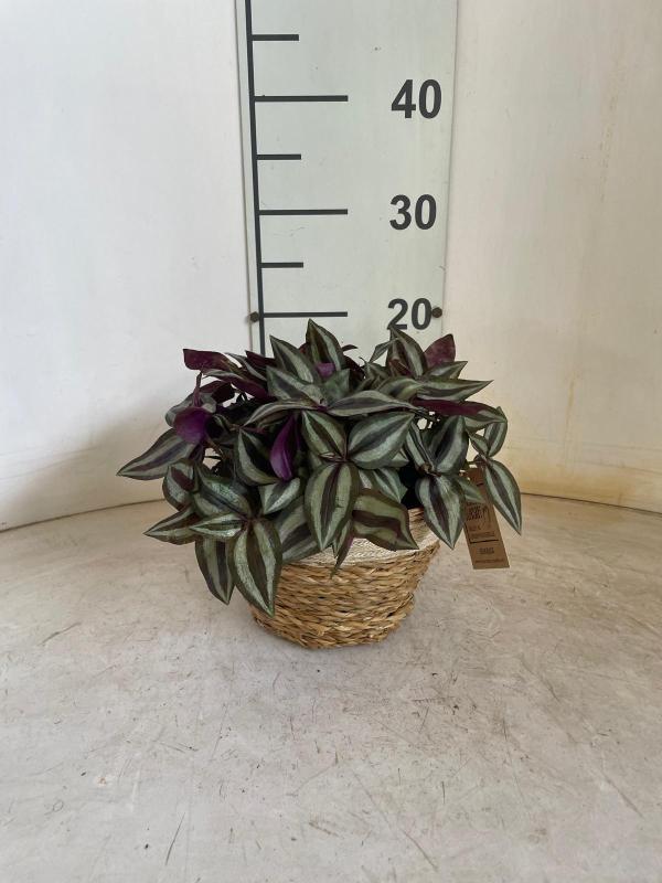 TRADESCANTIA ZEBRINA NA0402 NATURAL CREAM NAT.