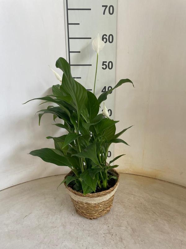 SPATIPHYLLUM PEARL NA0402 NATURAL CREAM NAT.