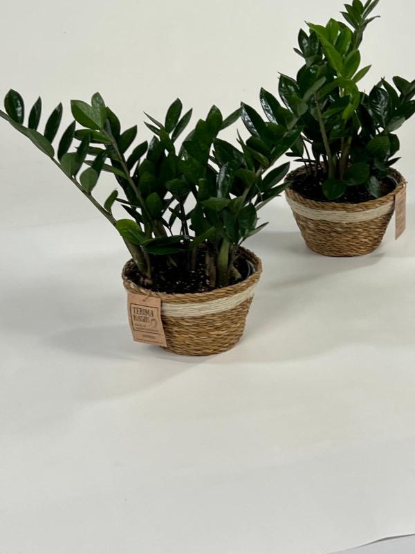 ZAMIOCULCAS NA0402 NATURAL CREAM NAT.