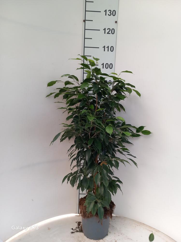 FICUS DANIELLE VP21
