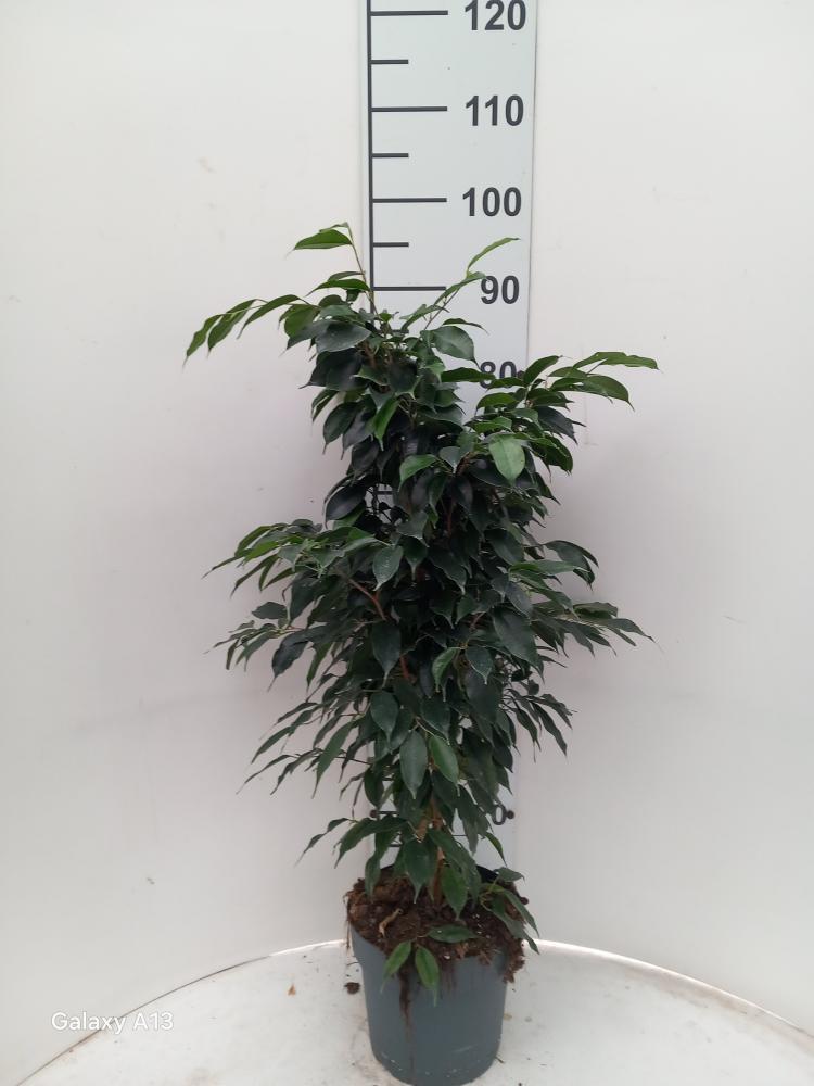FICUS DANIELLE VP21