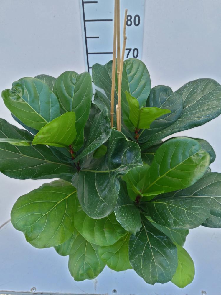 FICUS LYRATA 3P VP21