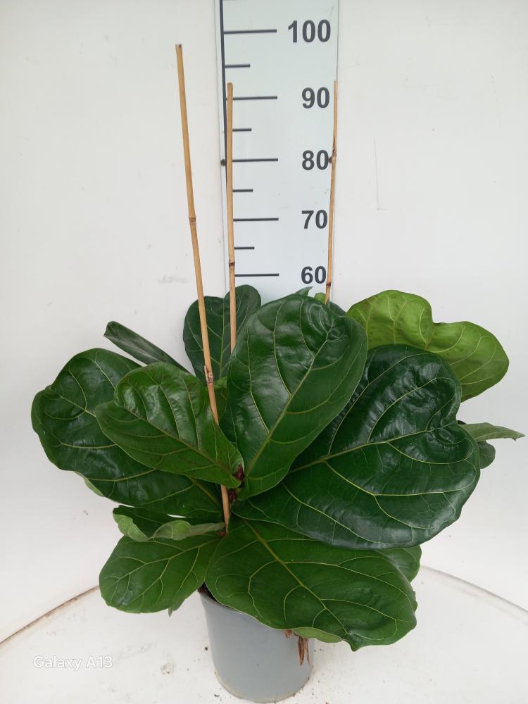FICUS LYRATA 3P VP21