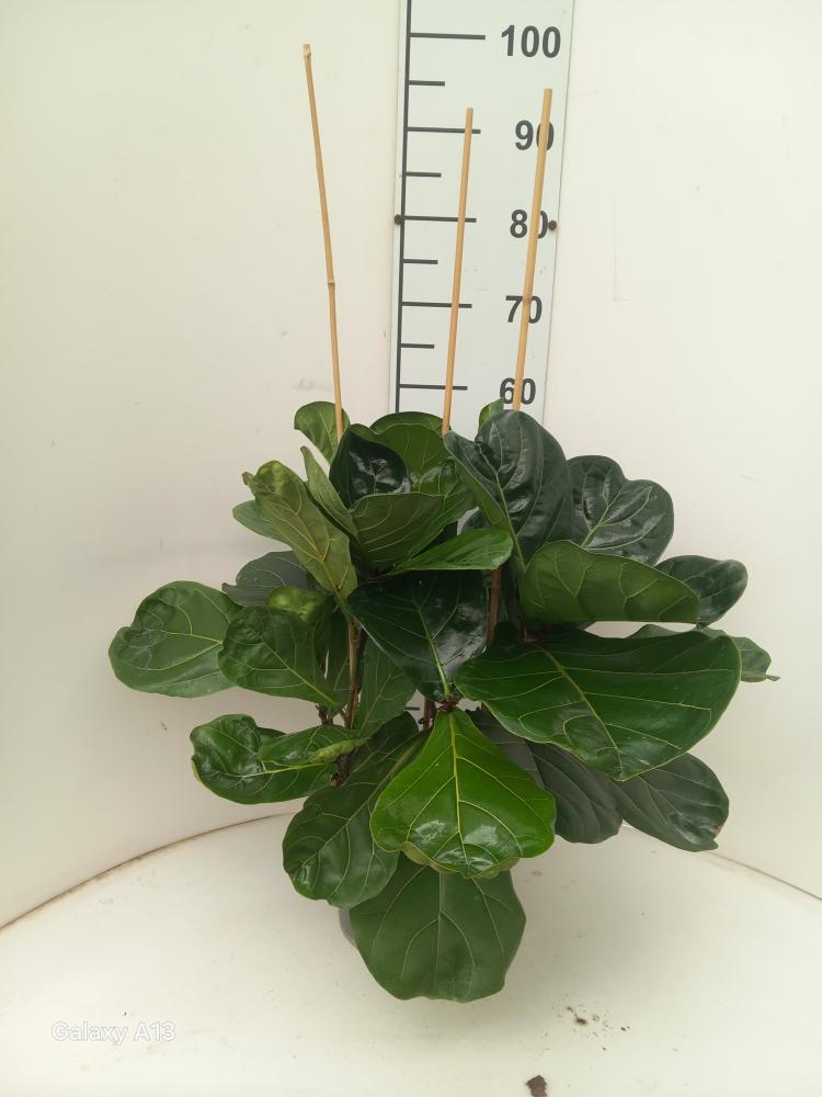 FICUS LYRATA 3P VP21