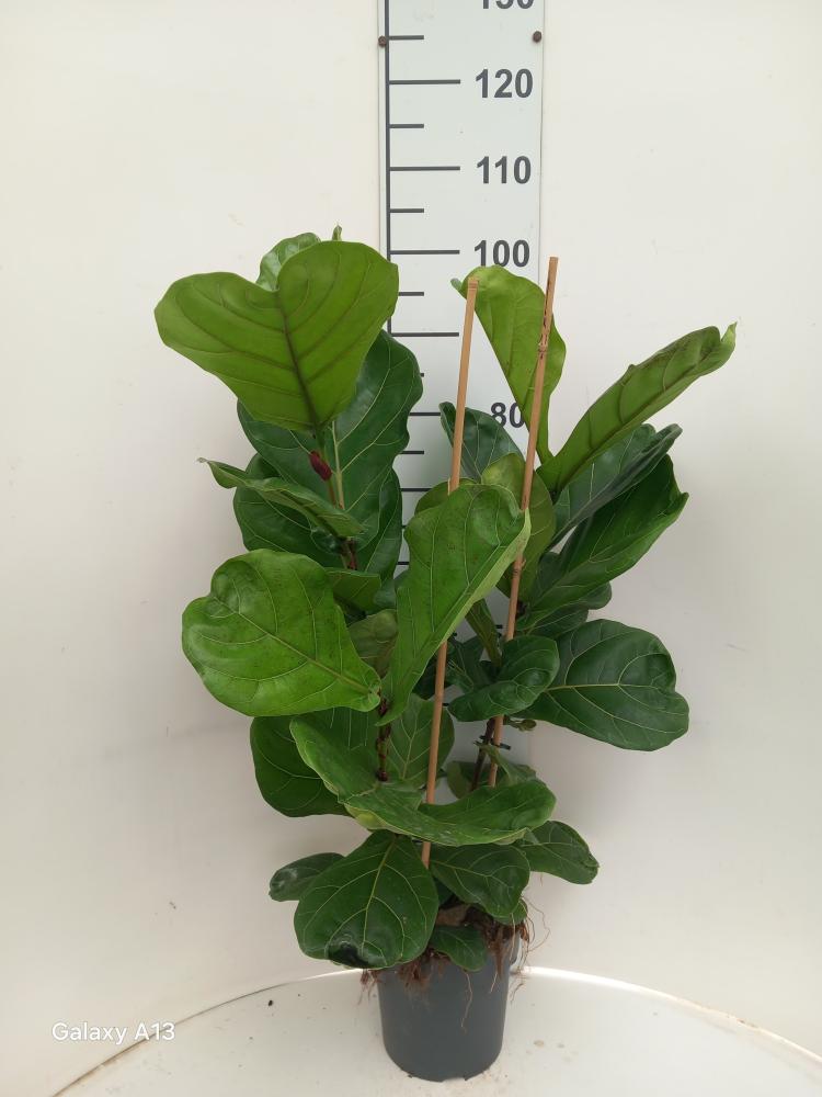 FICUS LYRATA 3P VP21