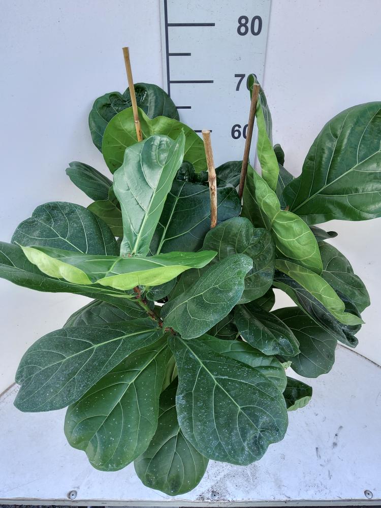 FICUS LYRATA 3P VP21
