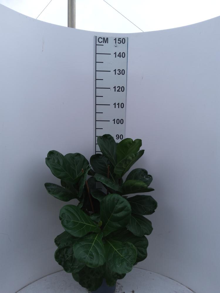 FICUS LYRATA 3P VP21