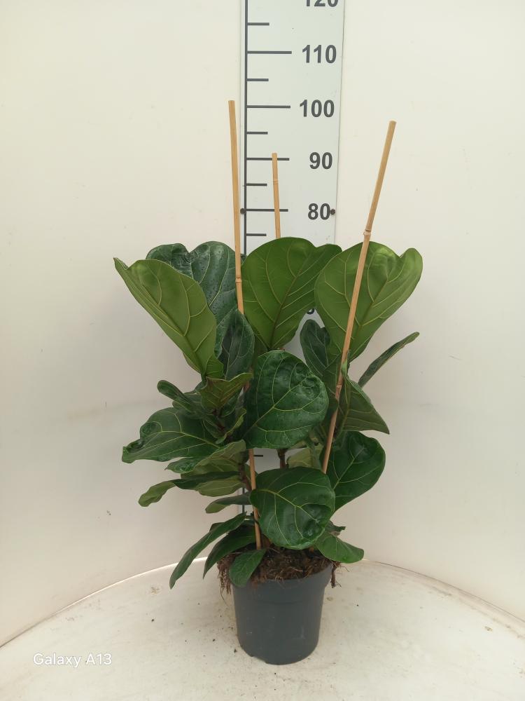 FICUS LYRATA 3P VP21