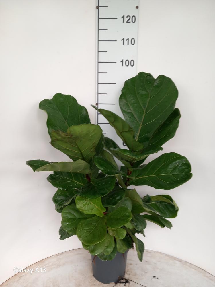 FICUS LYRATA 3P VP21