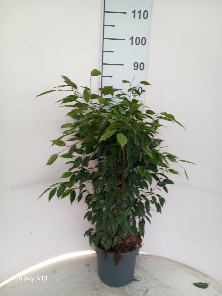 FICUS ANASTASIA VP21