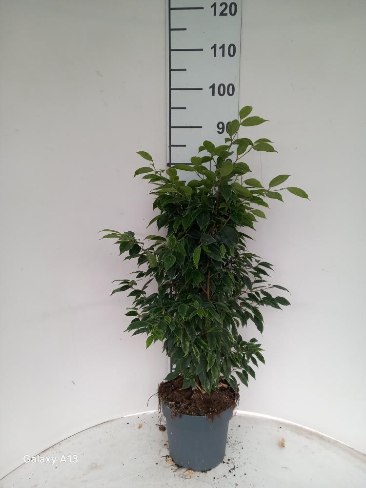 FICUS ANASTASIA VP21