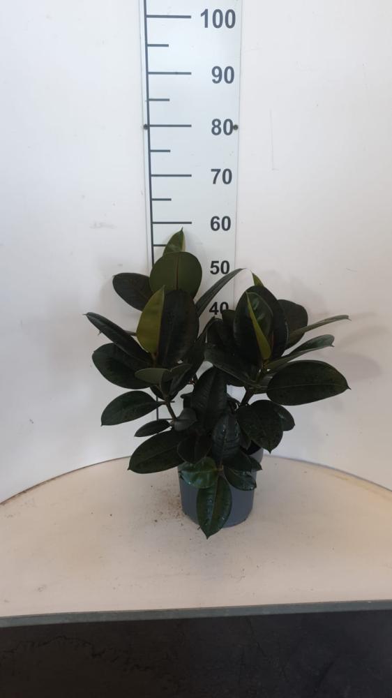 FICUS ROBUSTA SPRAY VP21