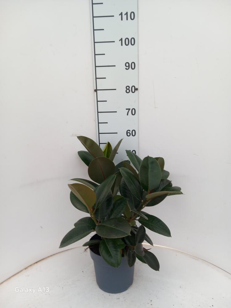 FICUS ROBUSTA SPRAY VP21