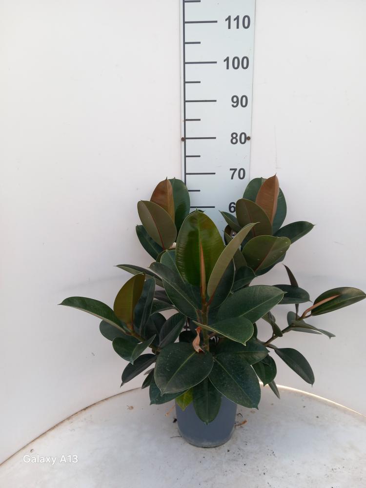 FICUS ROBUSTA SPRAY VP21