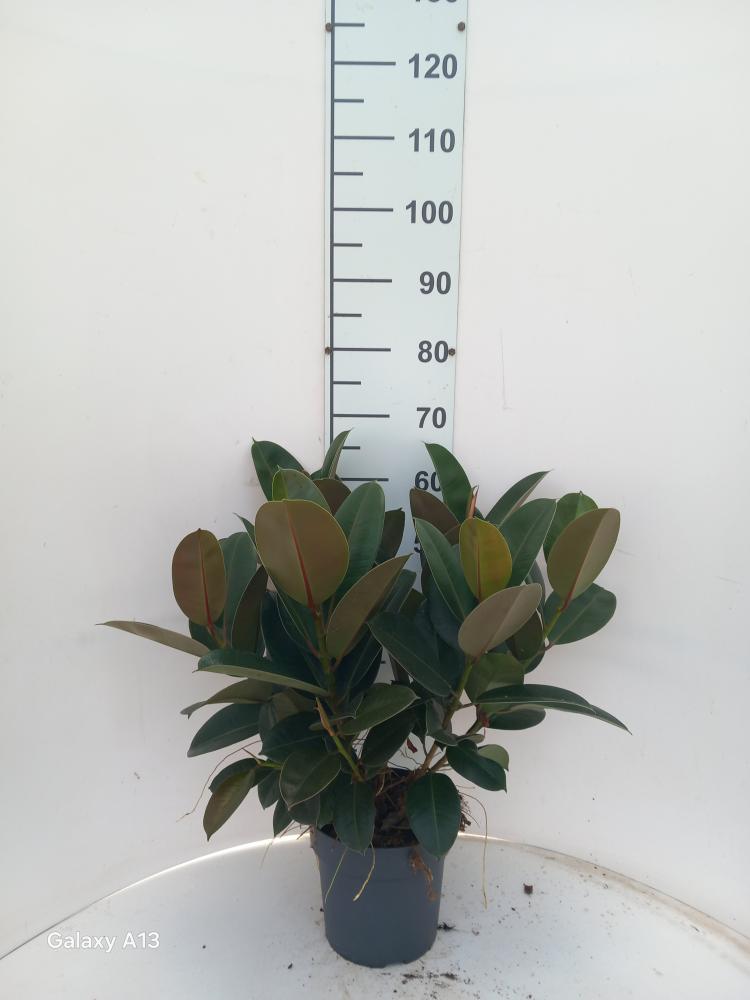 FICUS ROBUSTA SPRAY VP21