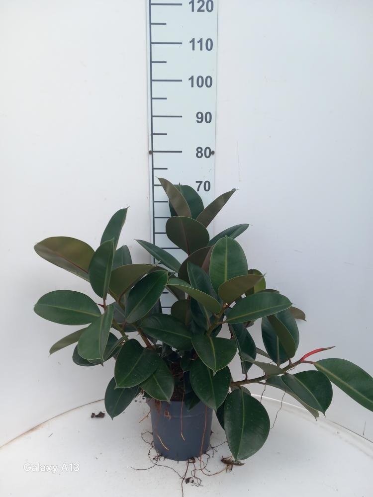 FICUS ROBUSTA SPRAY VP21