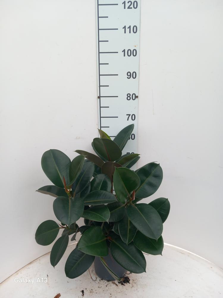 FICUS ROBUSTA SPRAY VP21