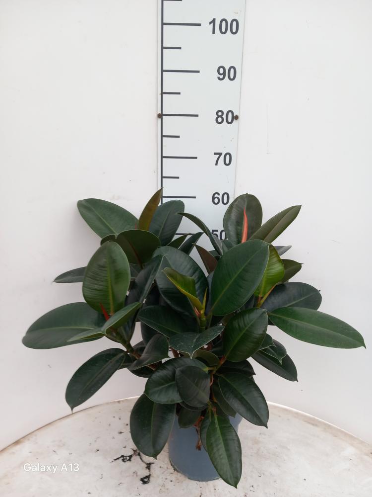 FICUS ROBUSTA SPRAY VP21