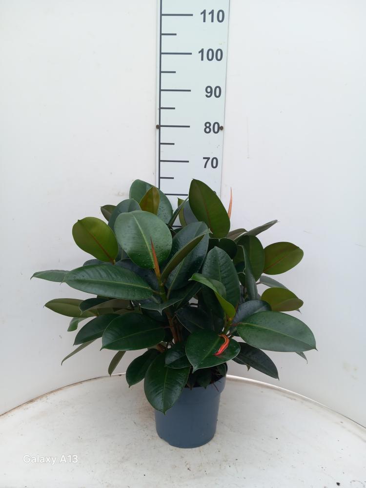 FICUS ROBUSTA SPRAY VP21