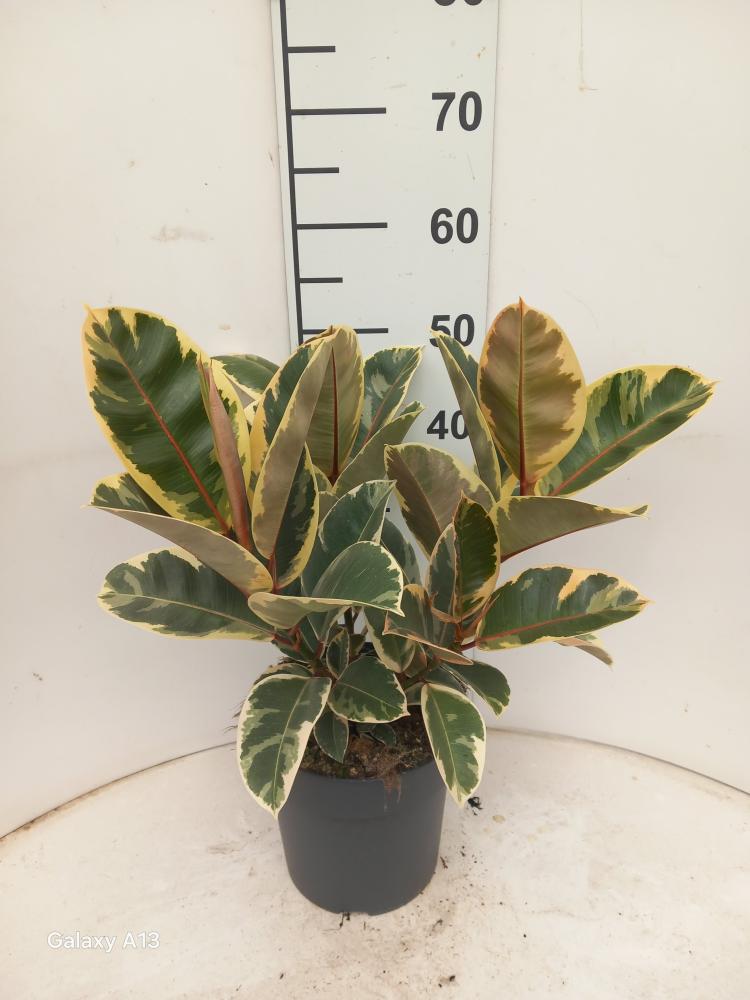 FICUS TINEKE SPRAY VP21