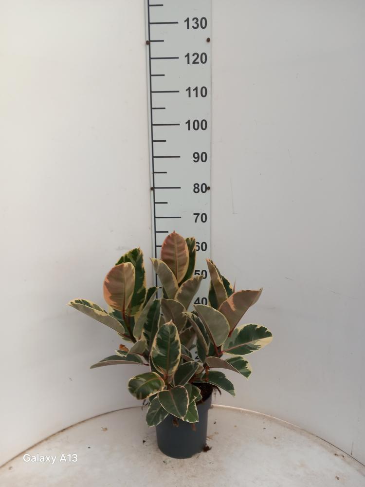 FICUS TINEKE SPRAY VP21