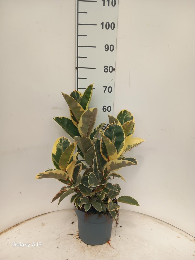 FICUS TINEKE SPRAY VP21