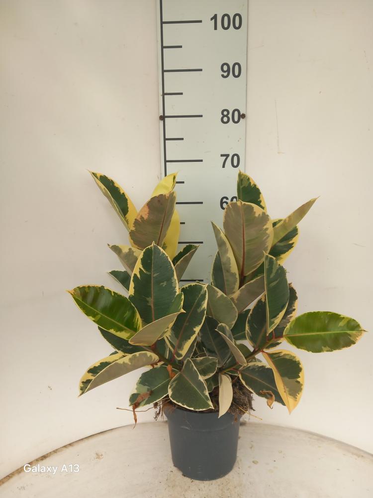 FICUS TINEKE SPRAY VP21