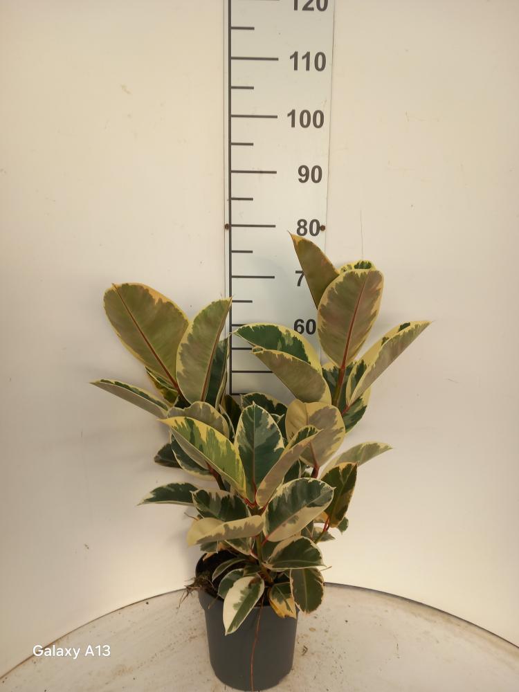 FICUS TINEKE SPRAY VP21