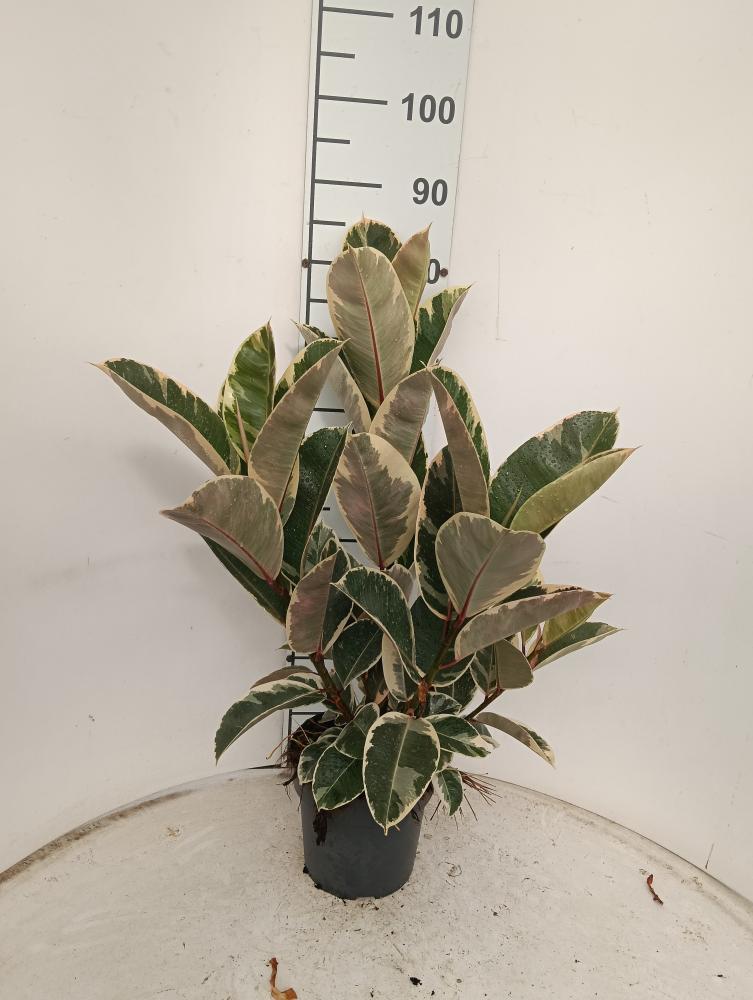 FICUS TINEKE SPRAY VP21