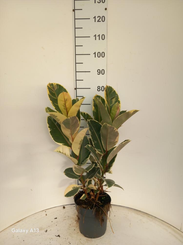FICUS TINEKE SPRAY VP21