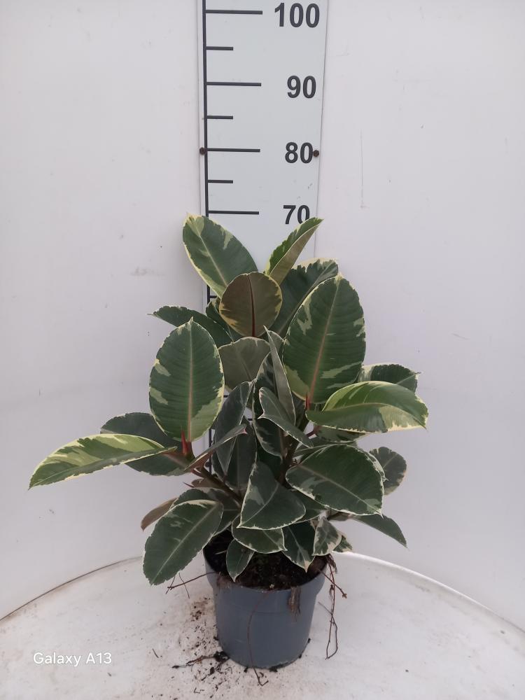 FICUS TINEKE SPRAY VP21