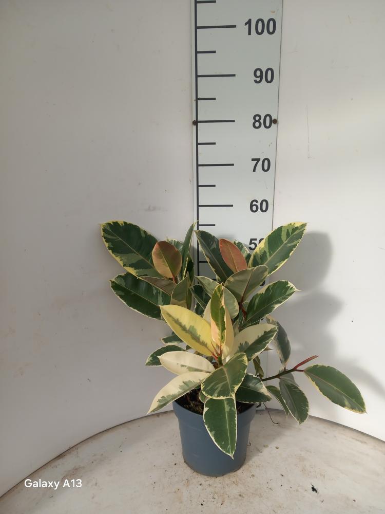 FICUS TINEKE SPRAY VP21