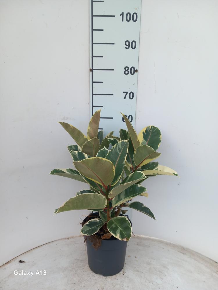 FICUS TINEKE SPRAY VP21