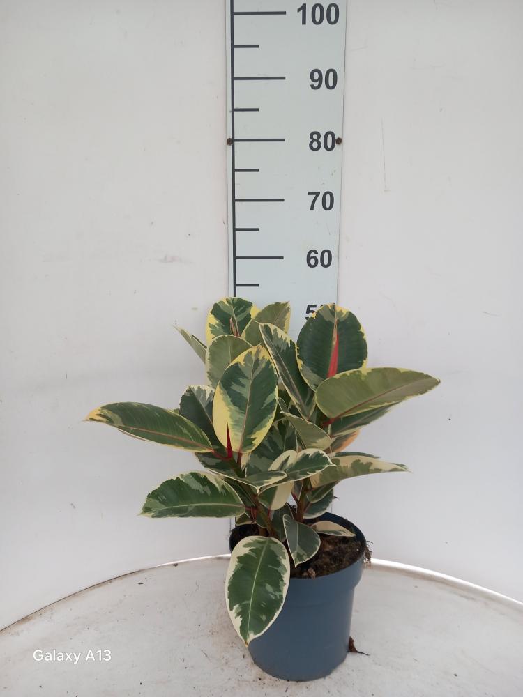 FICUS TINEKE SPRAY VP21