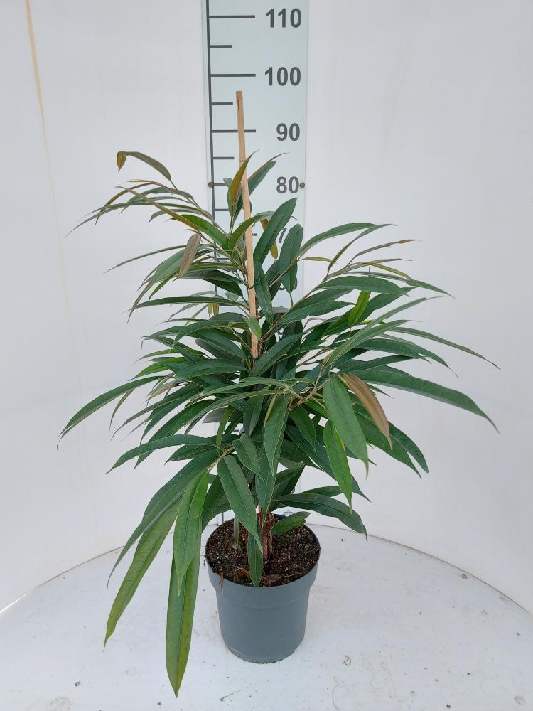 FICUS AMSTEL KING VP21