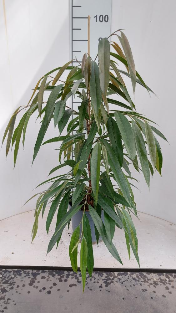FICUS AMSTEL KING VP21