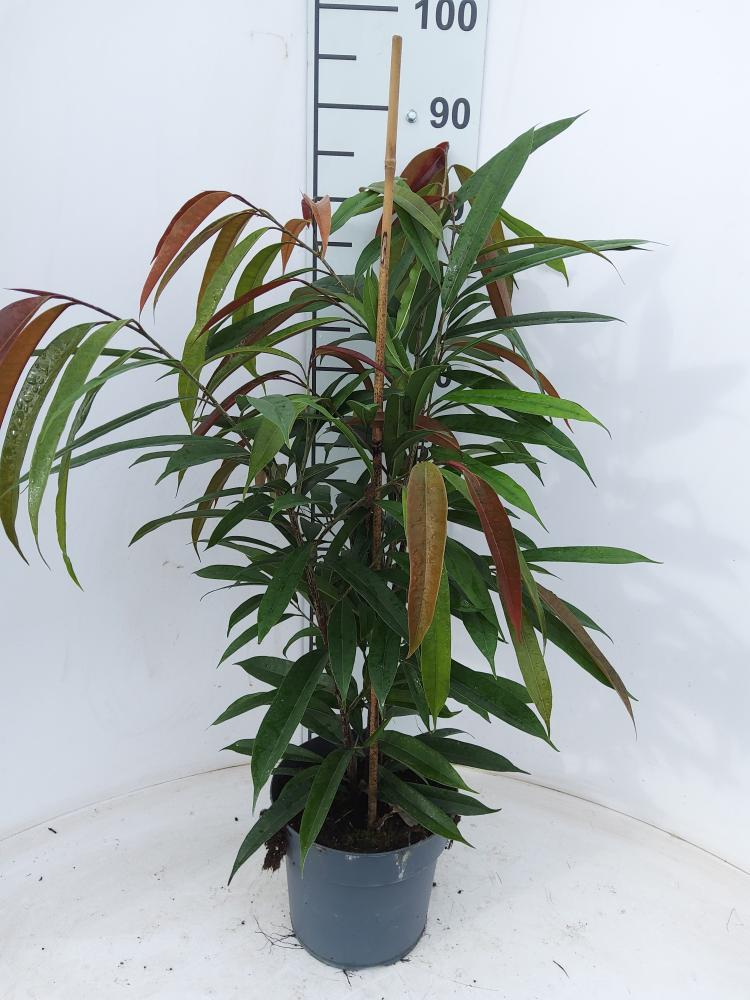 FICUS AMSTEL KING VP21