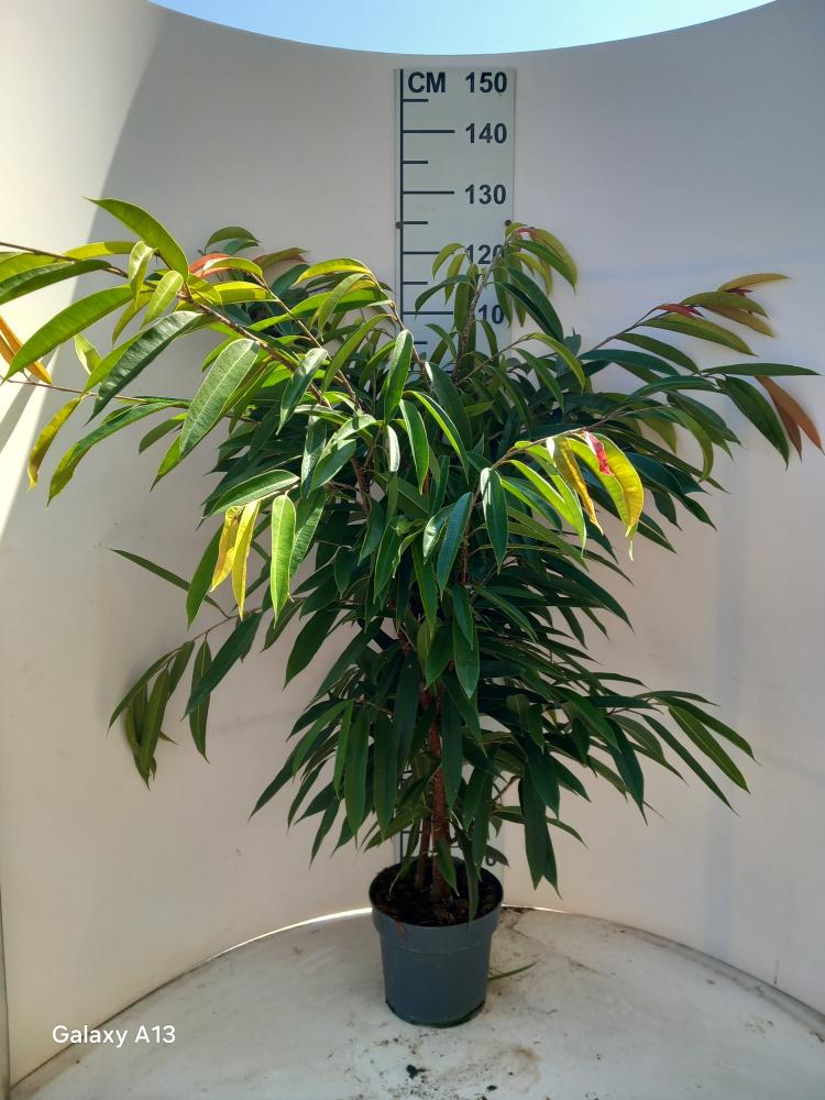 FICUS AMSTEL KING VP21