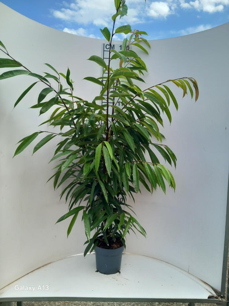 FICUS AMSTEL KING VP21