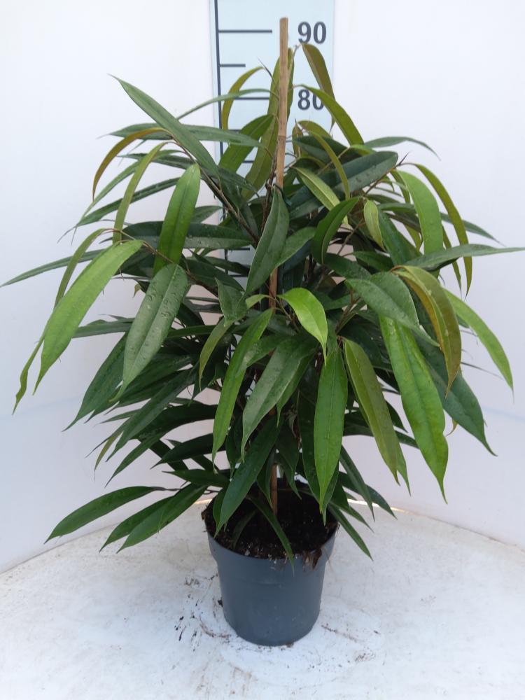 FICUS AMSTEL KING VP21
