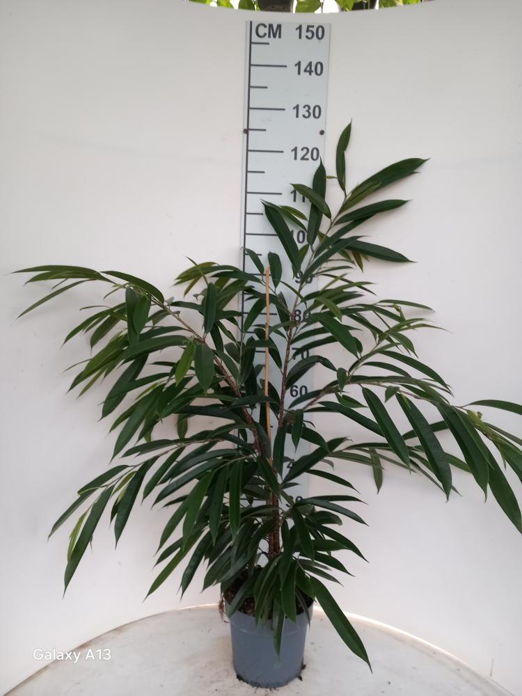 FICUS AMSTEL KING VP21