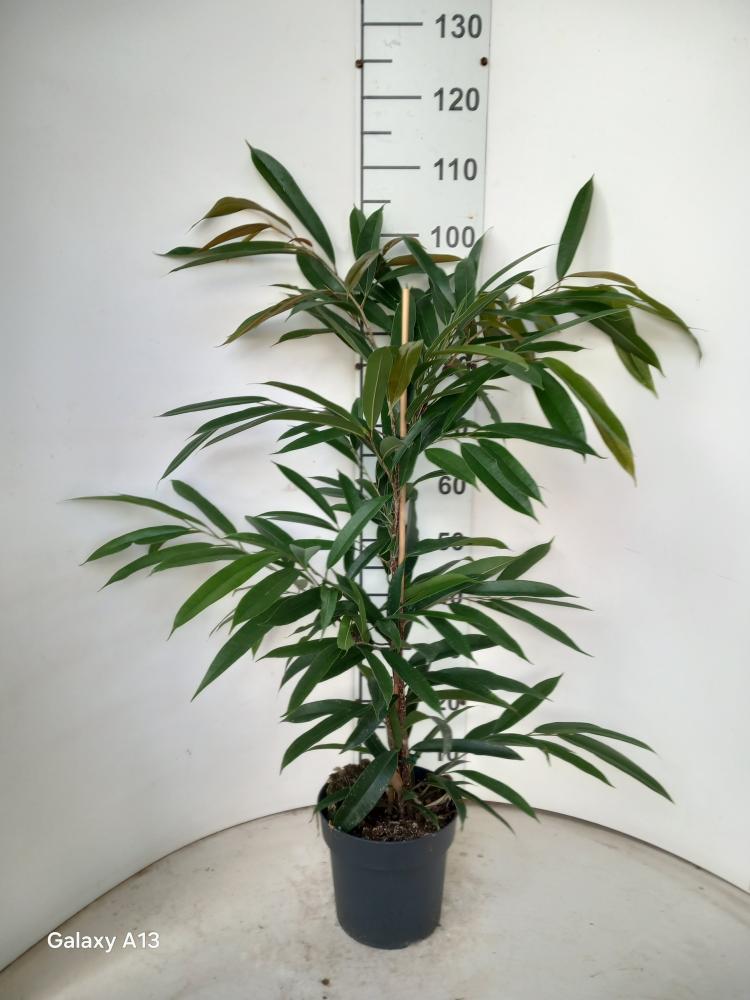 FICUS AMSTEL KING VP21