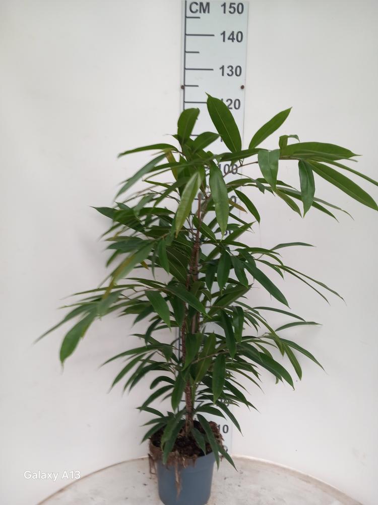 FICUS AMSTEL KING VP21