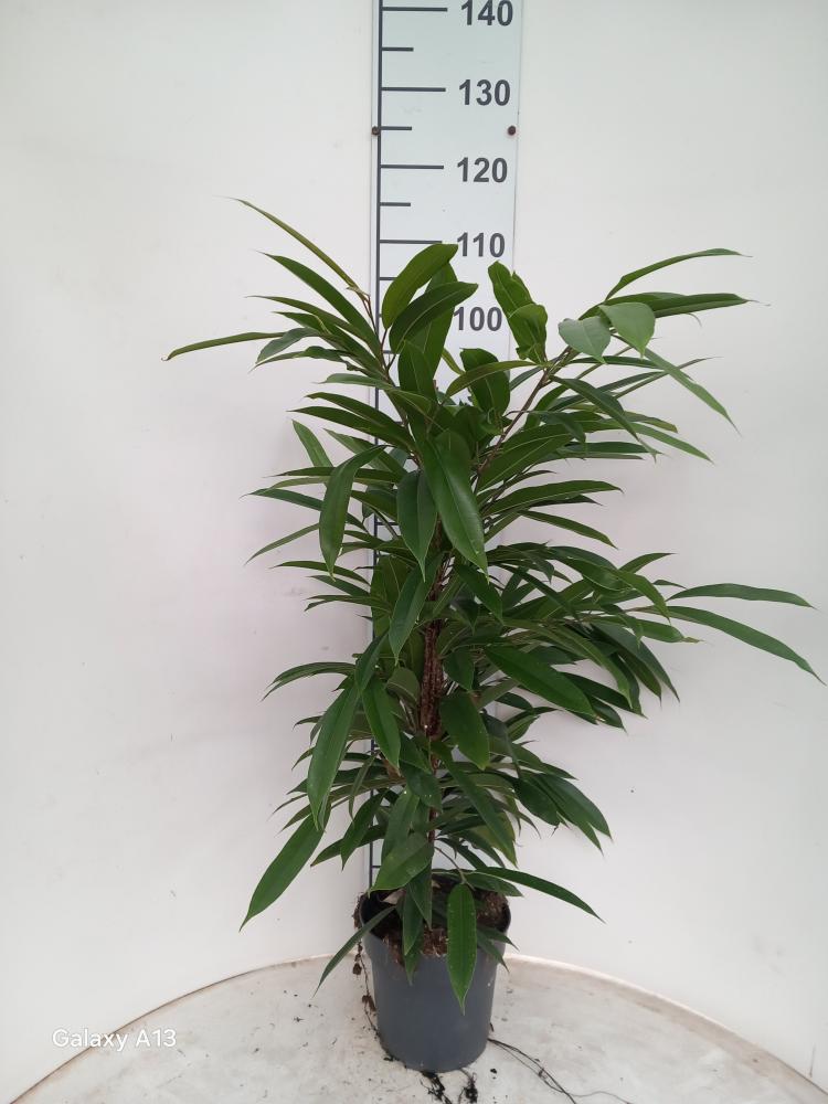 FICUS AMSTEL KING VP21