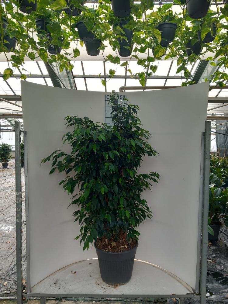 FICUS DANIELLE VP35