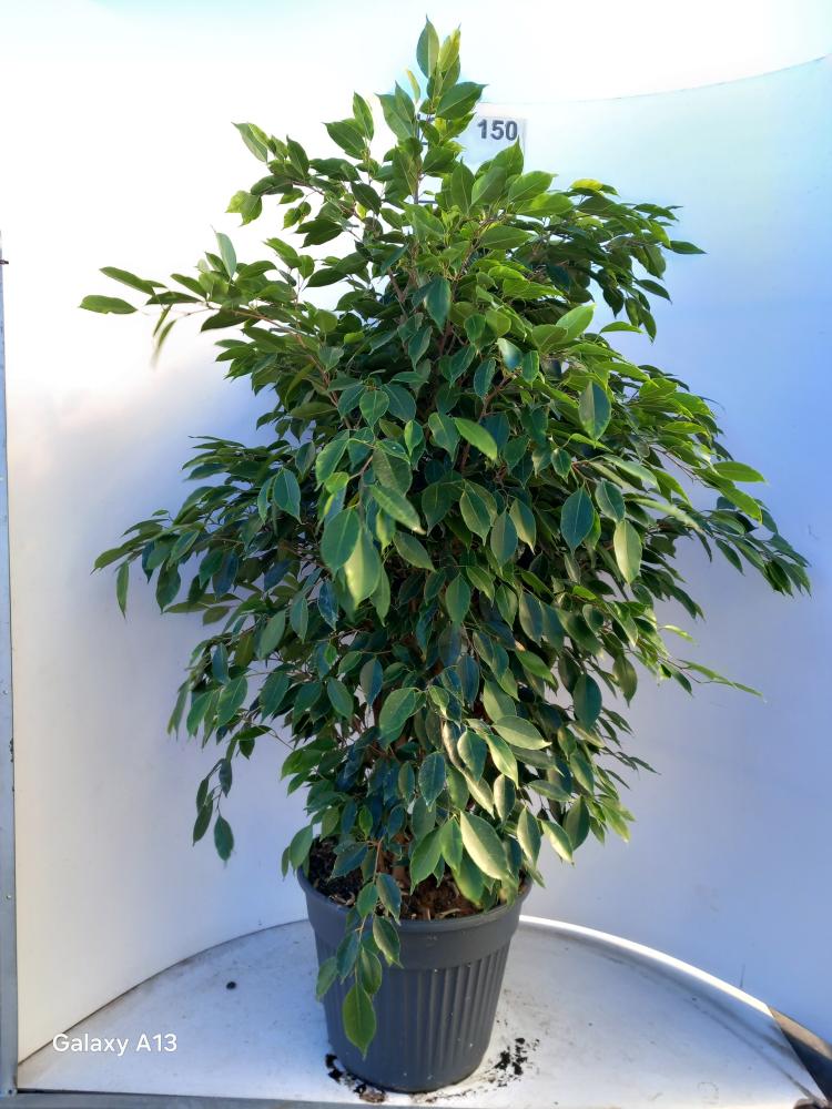 FICUS ANASTASIA VP35
