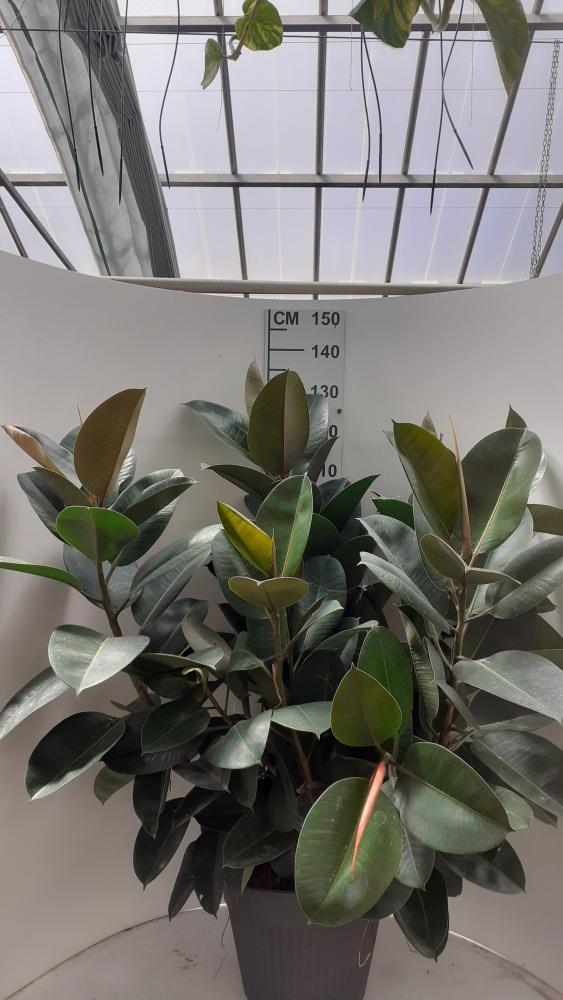 FICUS ROBUSTA VP35